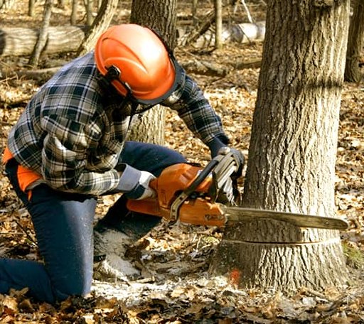 Tree Removal in Canton, CT